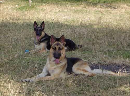 pongo atras, rocky en frente